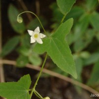 Zehneria thwaitesii (Schweinf.) C.Jeffrey